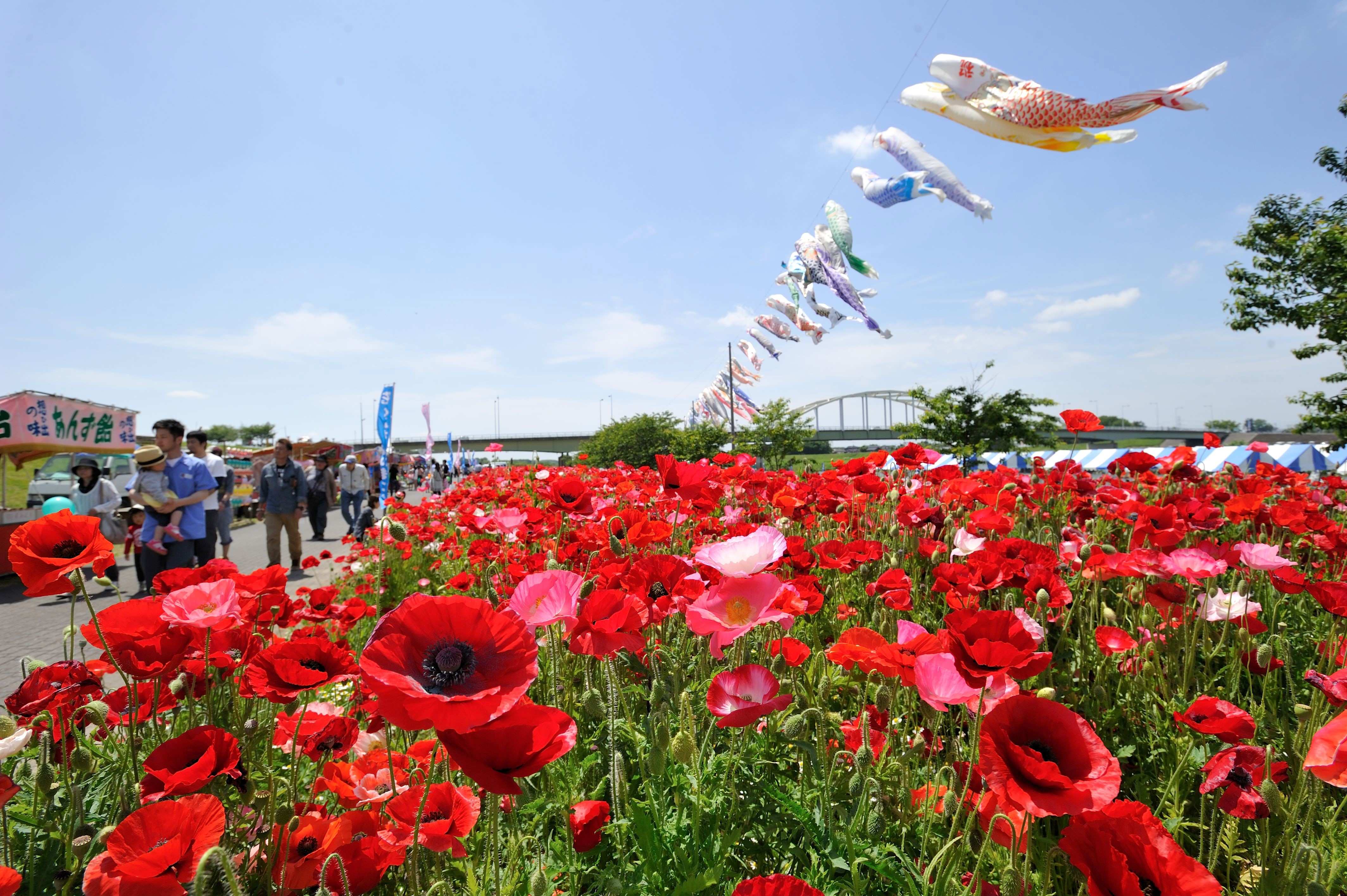 🌿 도쿄도 약용식물원 (도쿄토 야쿠요 쇼쿠부츠엔) 이미지 9